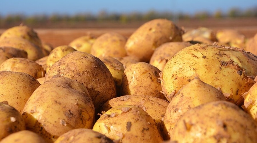 Минсельхоз предложил увеличить закупки картофеля в странах СНГ из-за плохого урожая
