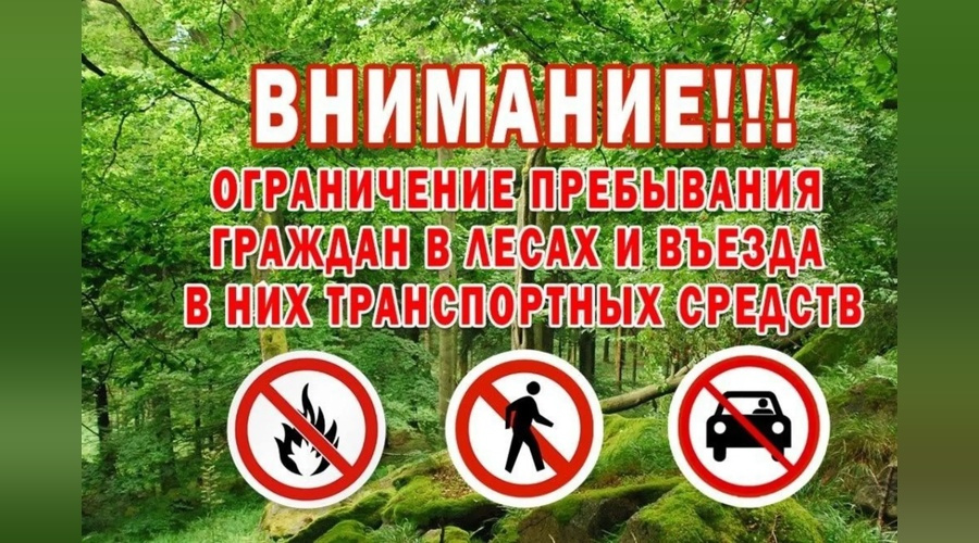 В Крыму на три недели ограничат посещение лесов