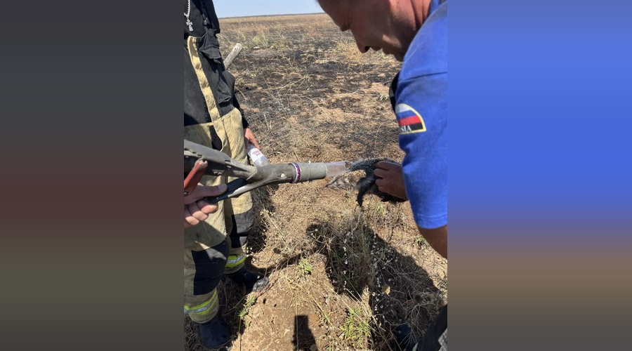 Пожарные спасли ежа во время тушения сухостоя в Сакском районе