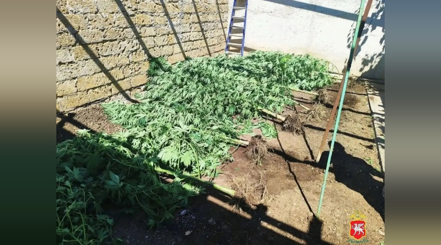 В Евпатории пресекли выращивание конопли на частном участке