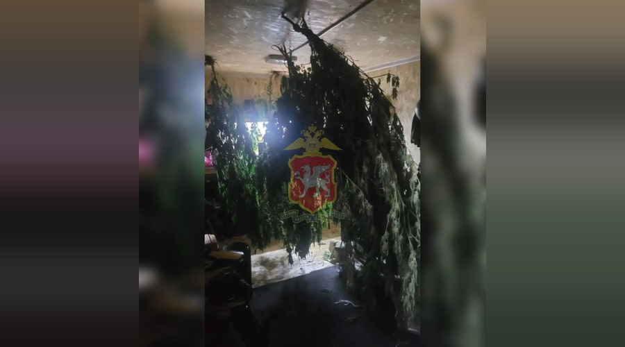 Более 6,5 килограмма конопли обнаружили у жителя Судака