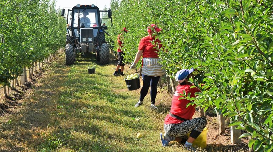 Аграрии Крыма приступили к уборке урожая яблок