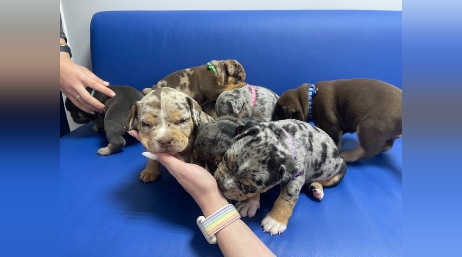 В Севастополе активно развивается ветеринарная репродуктология и уход за новорожденными животными