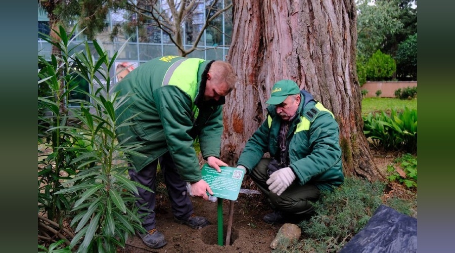 В ялтинских скверах появятся таблички с QR-кодами о деревьях