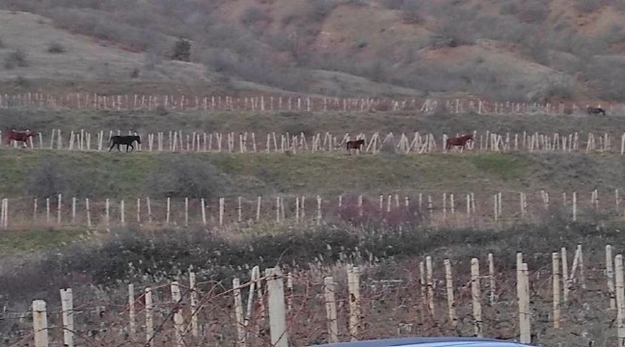 В Судаке владельца лошадей привлекли к ответственности за выпас животных на виноградниках