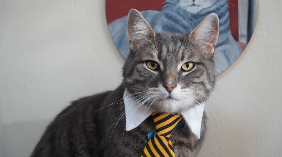 Кот Филимон служит на благо Симферополя