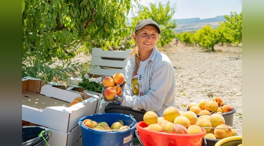 Кадровая поддержка и агроклассы укрепляют сельское хозяйство Севастополя