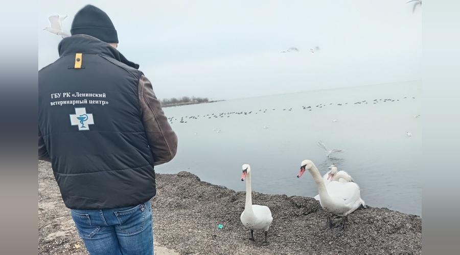 Береговую линию Керченского пролива проверили на загрязнение птиц мазутом