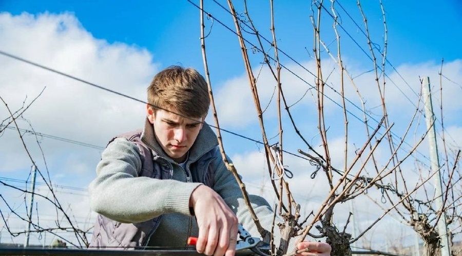 Севастопольские виноградники готовят к новому сезону
