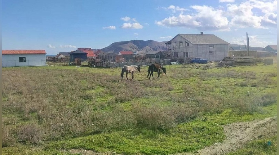 В Судаке составили протоколы за безнадзорный выпас лошадей