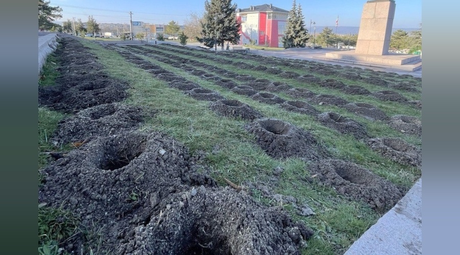 Тысячи саженцев лаванды украсят улицы и площади Бахчисарая