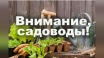Члены крымских СНТ могут бесплатно оформить садовые участки в собственность