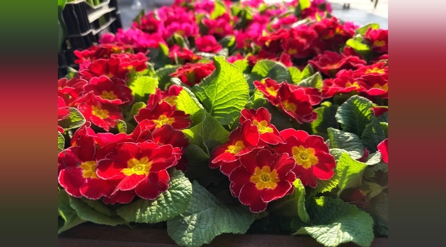 Весенняя фотозона из живых цветов появится на Советской площади Ялты