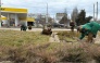 Автомобильные кольца Керчи облагородили зелёными насаждениями