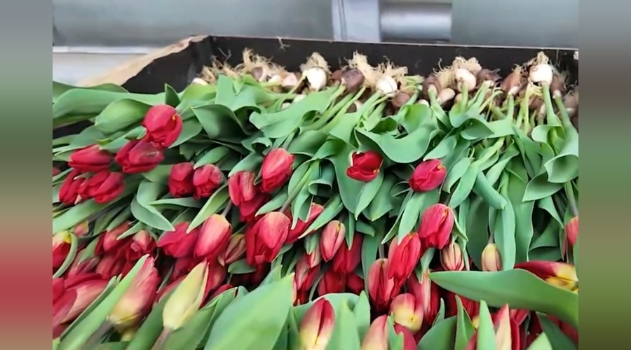 Агрохолдинг подарил школам Симферопольского района тысячи тюльпанов