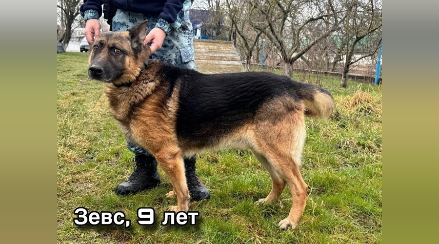 Три служебные овчарки из крымского МВД выходят на пенсию и ищут хозяев
