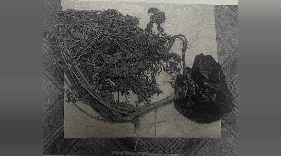 Суд вынес приговор женщине из Красногвардейского района за хранение конопли