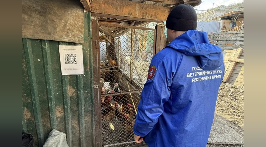 Специалисты ялтинского ВЛПЦ провели учет и маркировку кур в частном хозяйстве Алупки