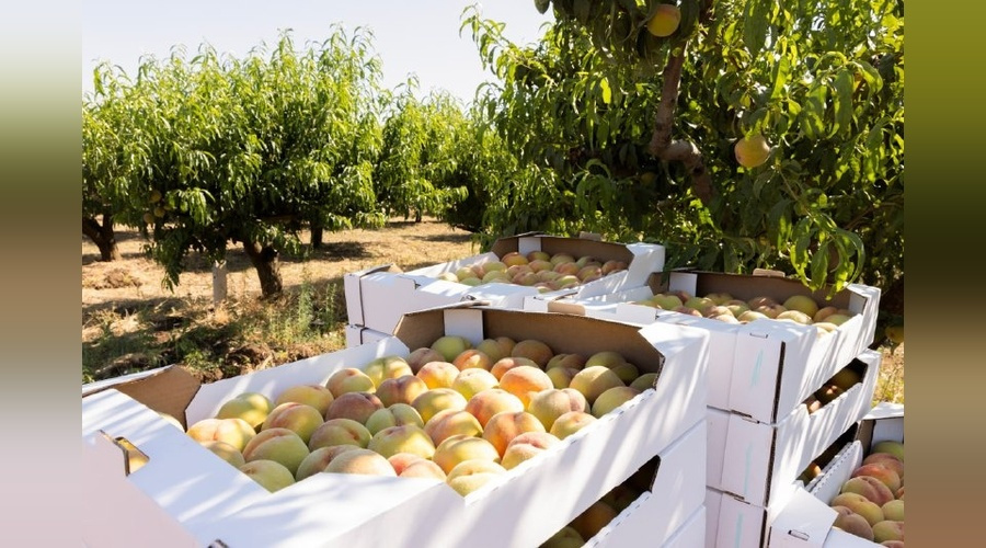 Крымские садоводы намерены удвоить сбор плодово - ягодной продукции к 2026 году