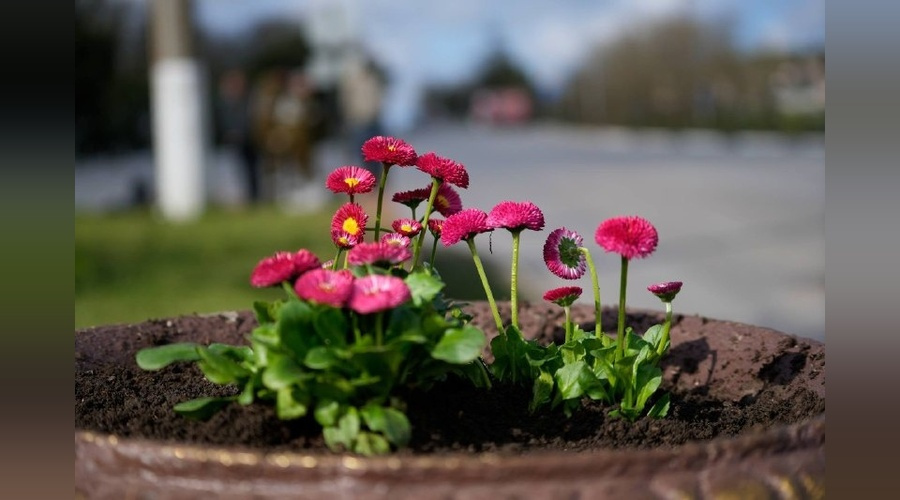 Маргаритки украсили центральные пространства Керчи