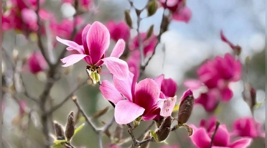 Магнолии раскрасили городские парки Симферополя