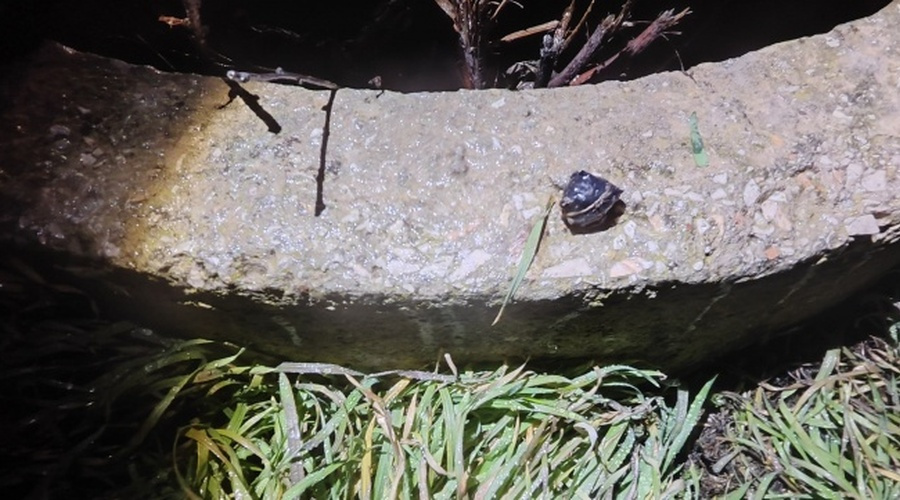 Подозреваемый в покушении на сбыт крупной партии синтетического наркотика задержан в Джанкое