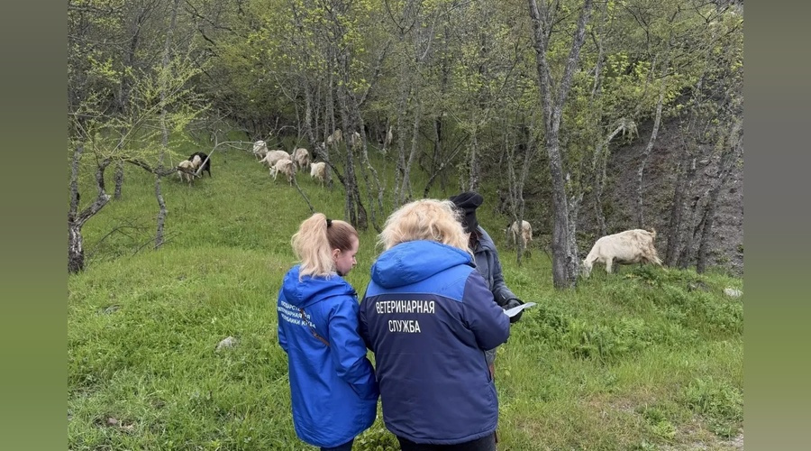 Более двух десятков коз нашли в Алуште без ветеринарного учета