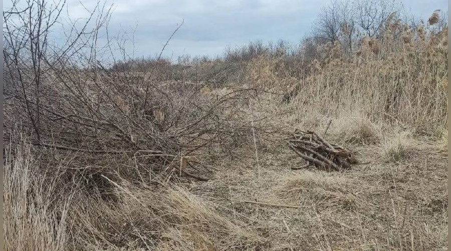 Жителя Сакского района оштрафовали за незаконную вырубку леса