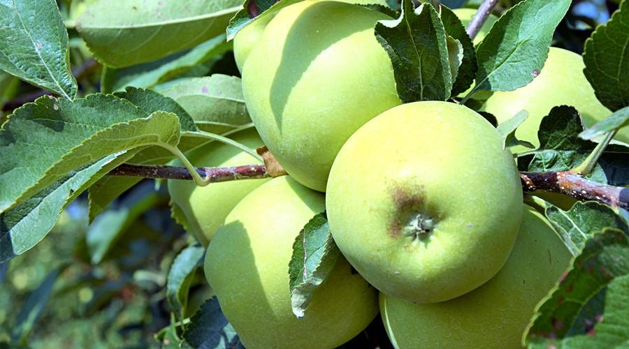 Россияне покупали в прошлом году бананы и яблоки чаще других фруктов