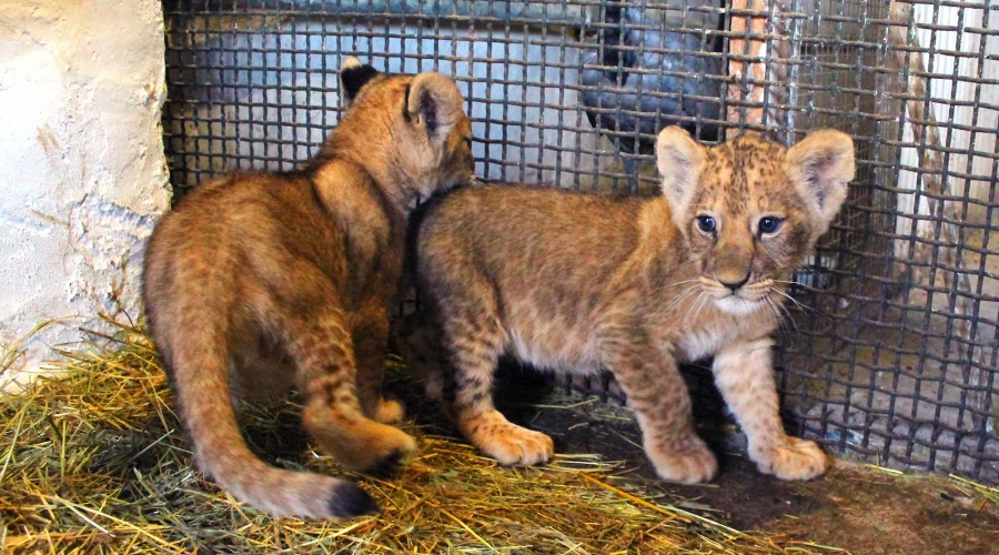 Посетители Детского парка Симферополя смогут бесплатно сфотографироваться с двухмесячными львятами