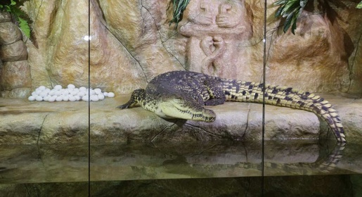 Самка нильского крокодила из Ялтинского крококдиляриума принесла потомство в третий раз
