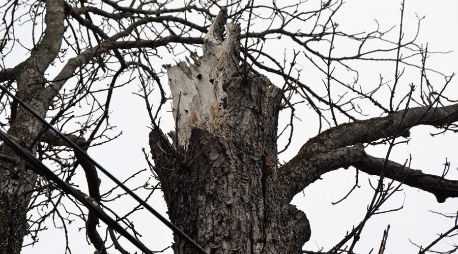 Почти полсотни человек в Симферополе ежедневно заняты в ликвидации аварийных деревьев