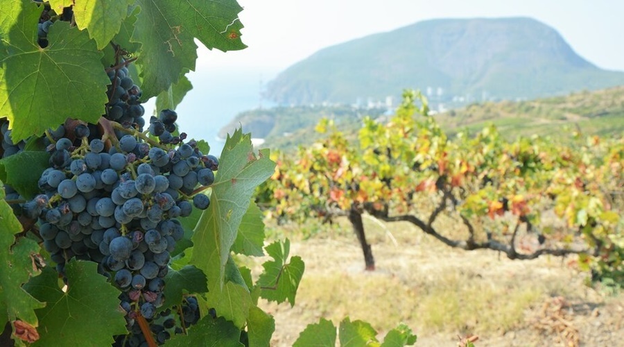 Правительство РФ определило в Крыму 13 районов для развития виноградарства