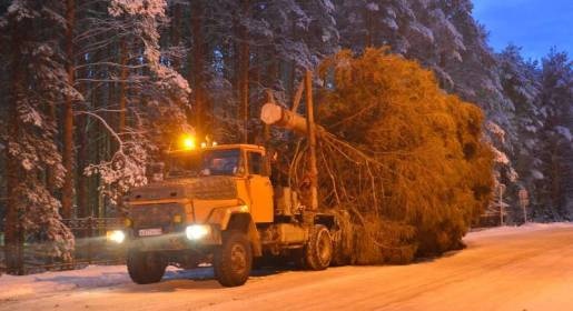 Новогодняя 20-метровая ель выехала из Великого Устюга в Крым – лично готовил ее к отправлению российский Дед Мороз (ФОТО)
