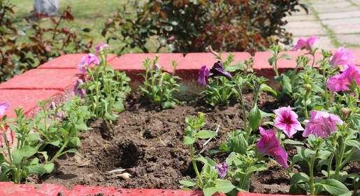 Вандалы выкопали рассаду цветов, посаженную накануне в городские клумбы Керчи (ФОТО)
