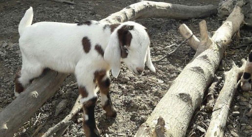 Бахчисарайский парк миниатюр предложил посетителям выбрать имена для новорожденных нубийских козлят
