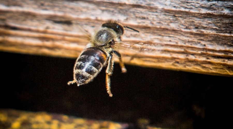 Ученые КФУ выведут новую линию миролюбивой и особо продуктивной крымской пчелы