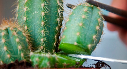 Ученые КФУ разрабатывают инновационную технологию размножения кактусов