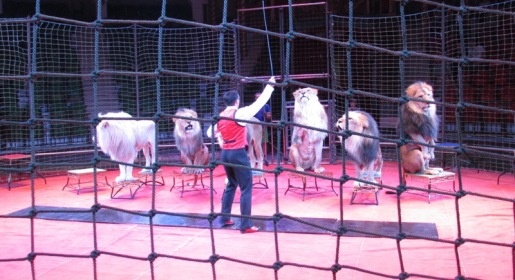 Симферопольский цирк открывает новый сезон программой с участием джигитов из Осетии и лучшего дрессировщика львов (ФОТО)