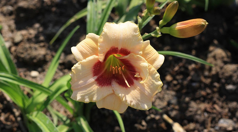 Никитский ботанический сад представил на выставке более сотни сортов лилейника