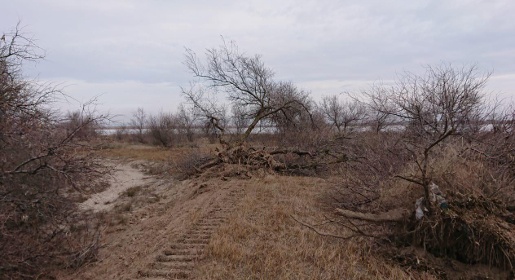 Прокуратура Крыма начала проверку по факту незаконного уничтожения деревьев на Ойбурской косе