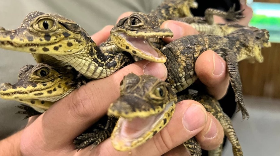 Владелец крокодиляриума в Ялте ищет помещения для 80 новорожденных кайманов