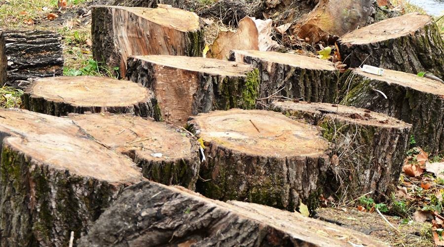 Браконьеры вырубили деревья в Нижнегорском районе на 200 тысяч рублей